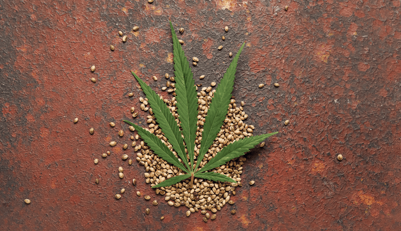 Grünes Cannabis Blatt auf Samen mit rostigem Hintergrund