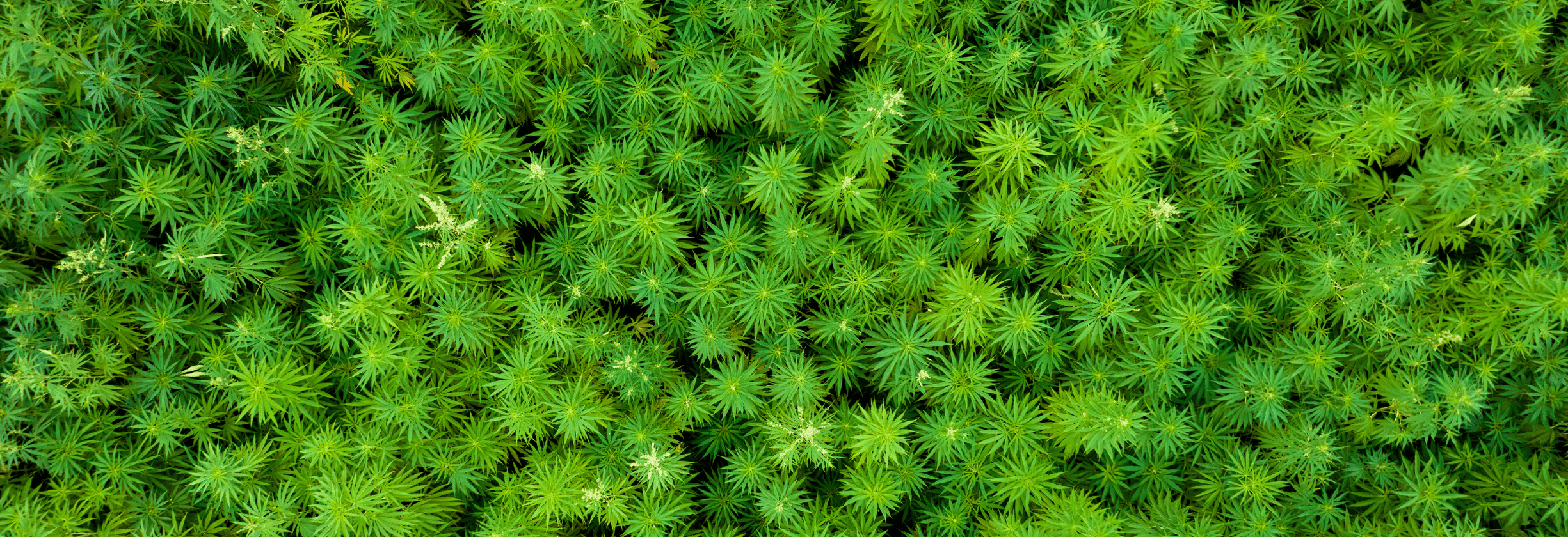 Vogelperspektive grüner Cannabis Pflanzen auf Feld 