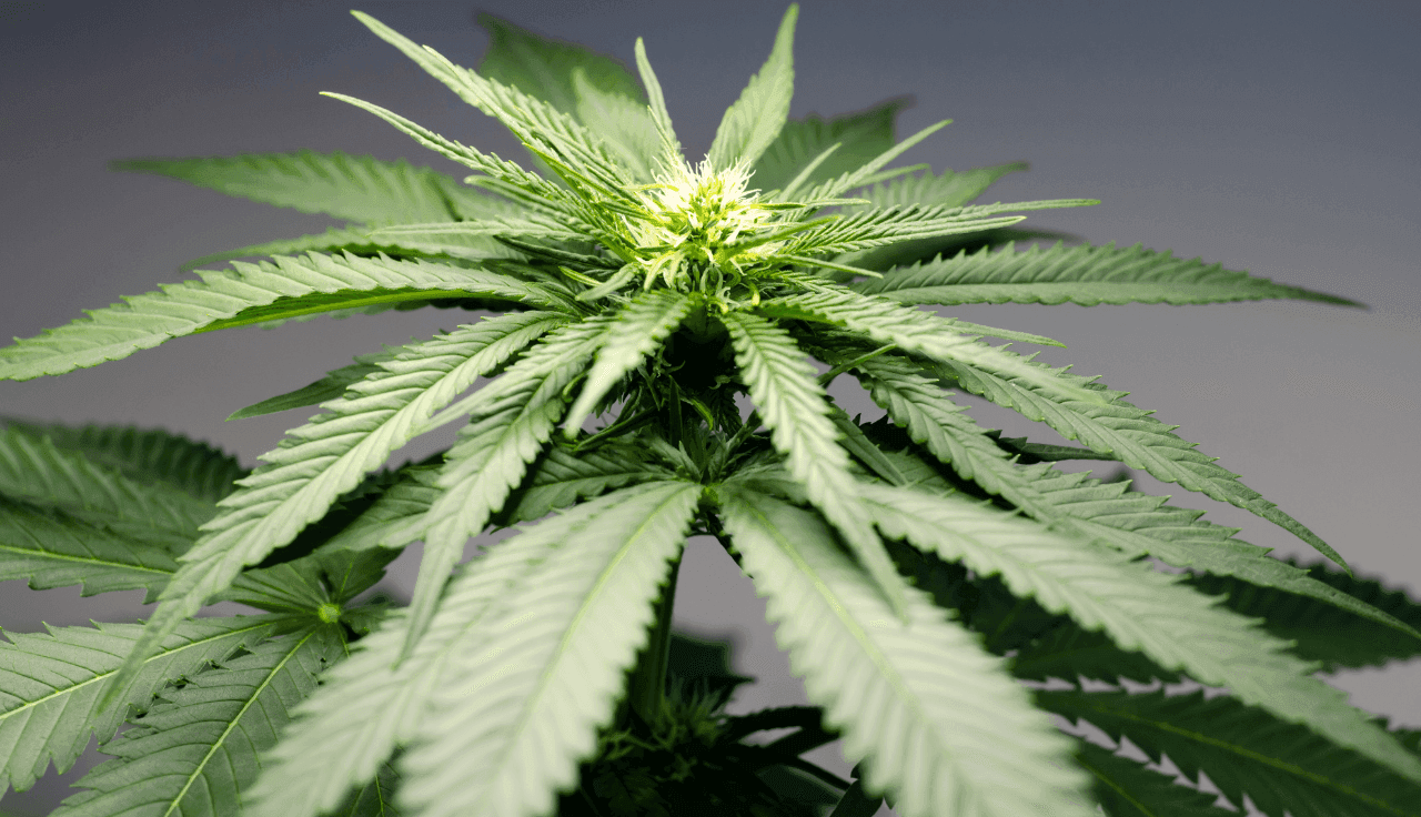 grüne Cannabis Pflanze